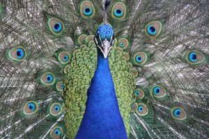 Picture of a beautiful peacock