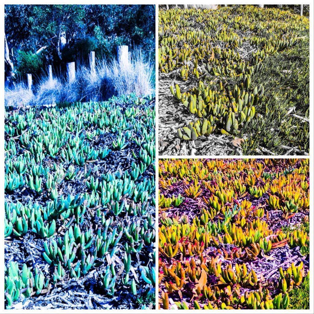 Image of ground cover Adobe Collage